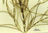 Arthrocladia villosa8